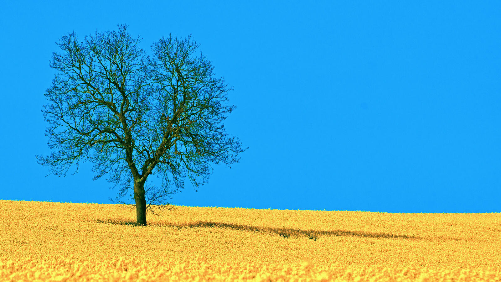 Обои природа синий и желтый небо на рабочий стол