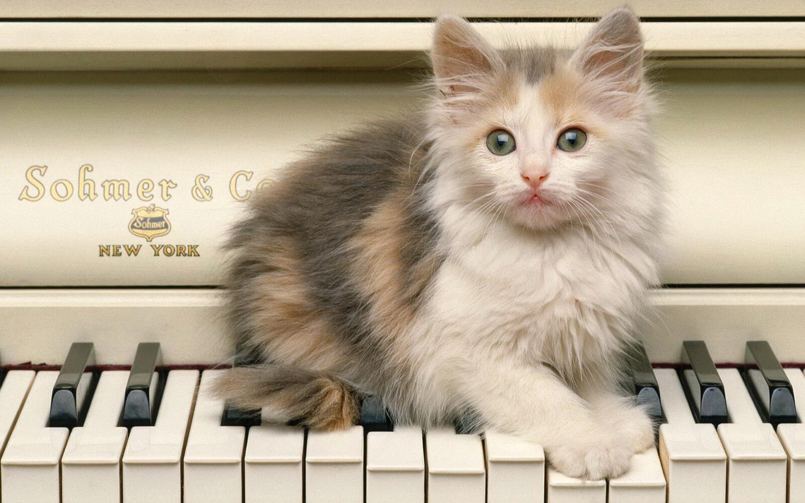 Wallpapers kitten piano face on the desktop