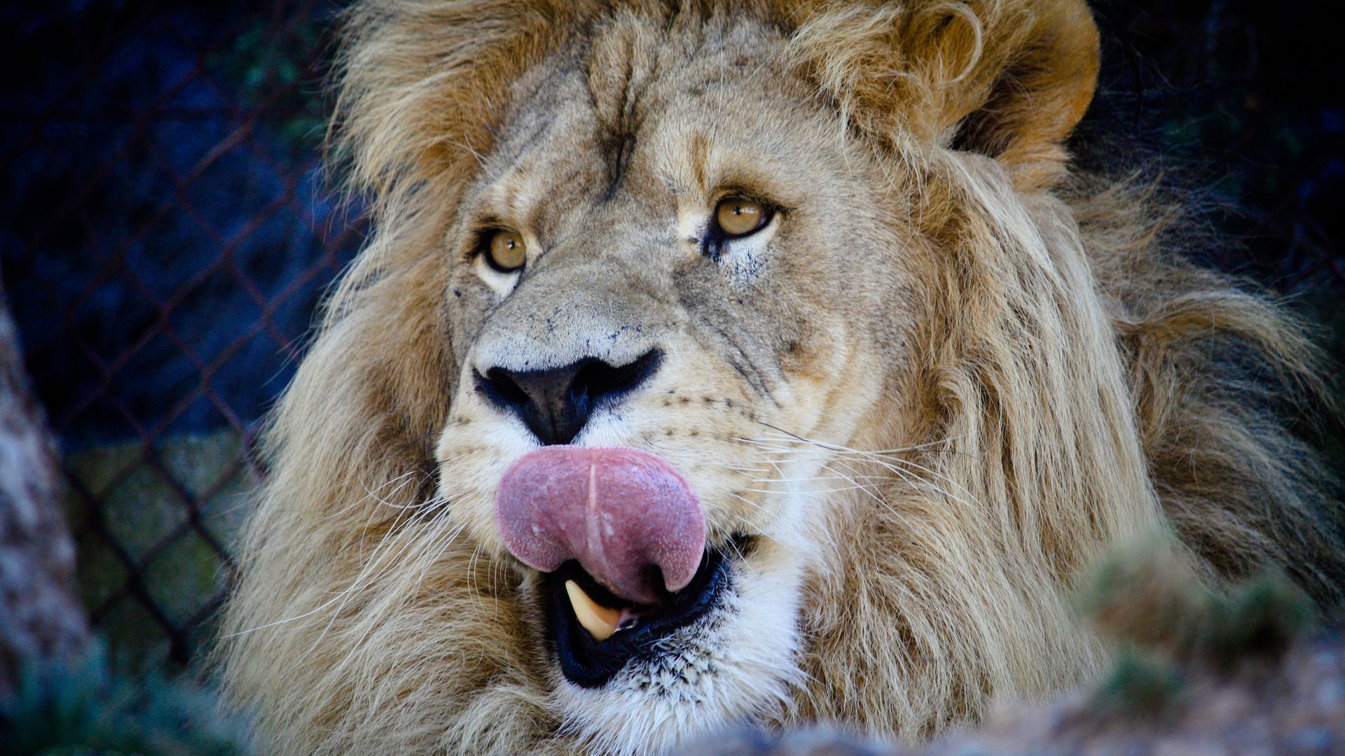 Фото бесплатно лев, морда, моська