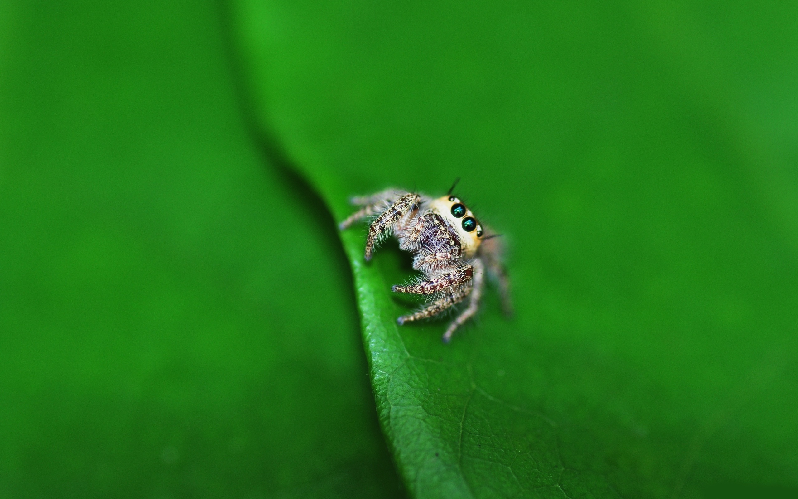 природа насекомое паук животные без смс