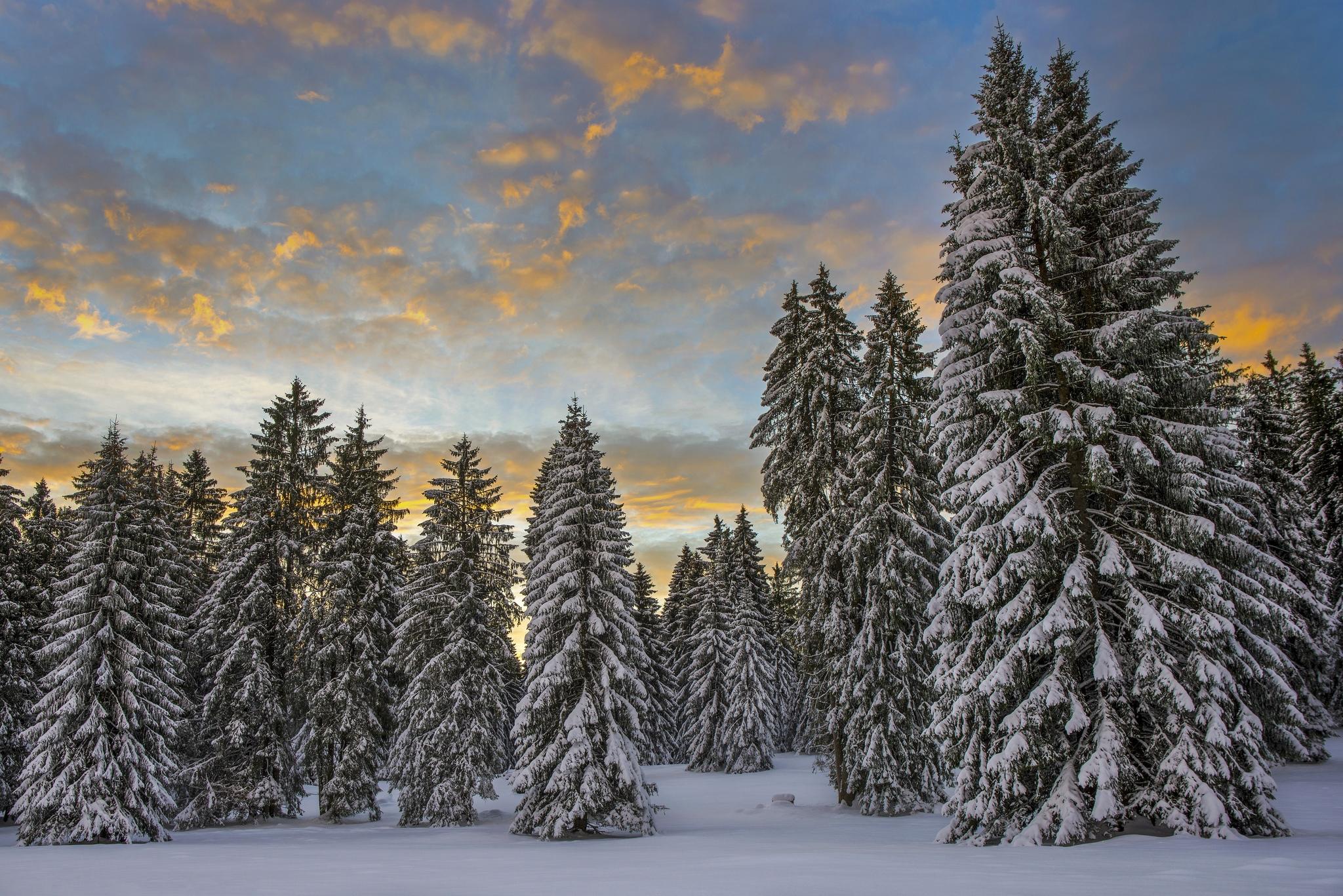 Фото бесплатно снег на ветках, деревья в снегу, деревья
