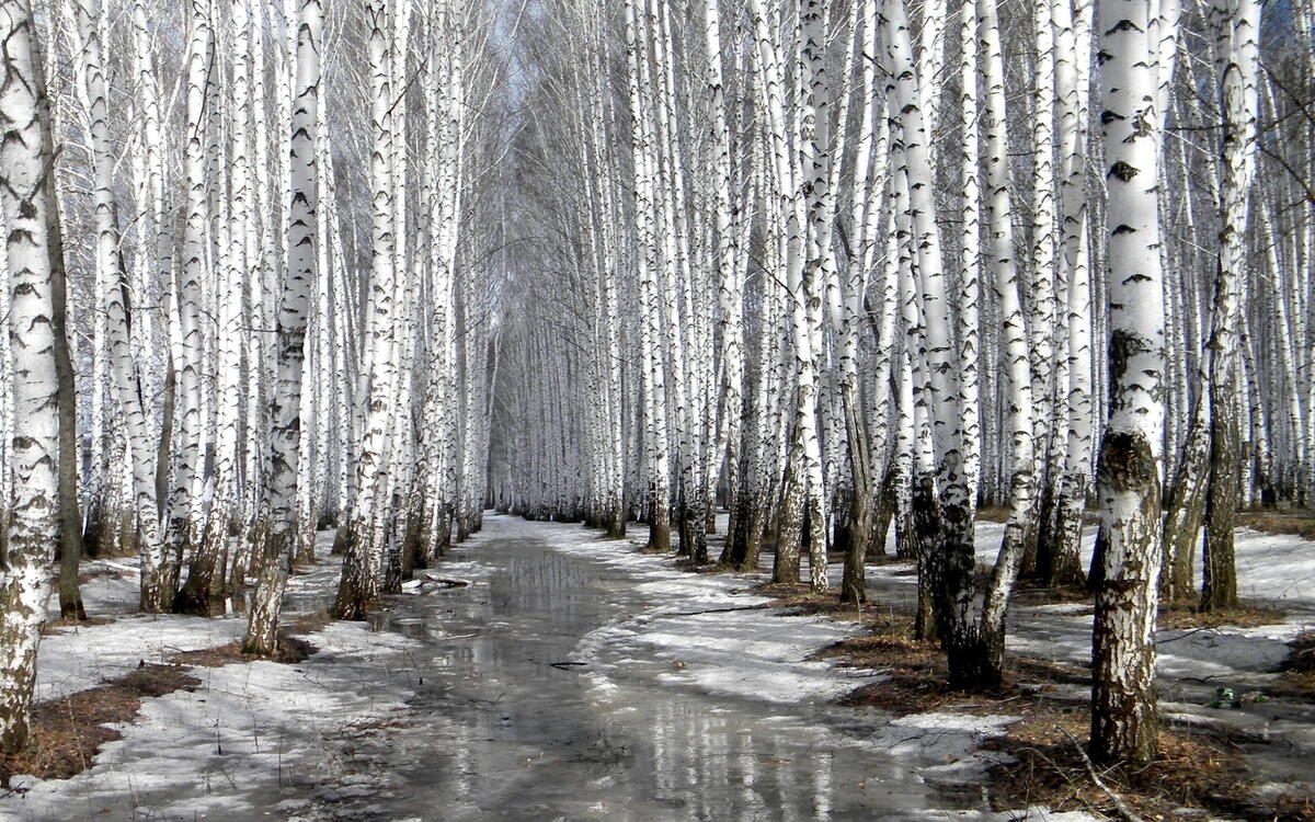 桦树林中一条结冰的小溪。