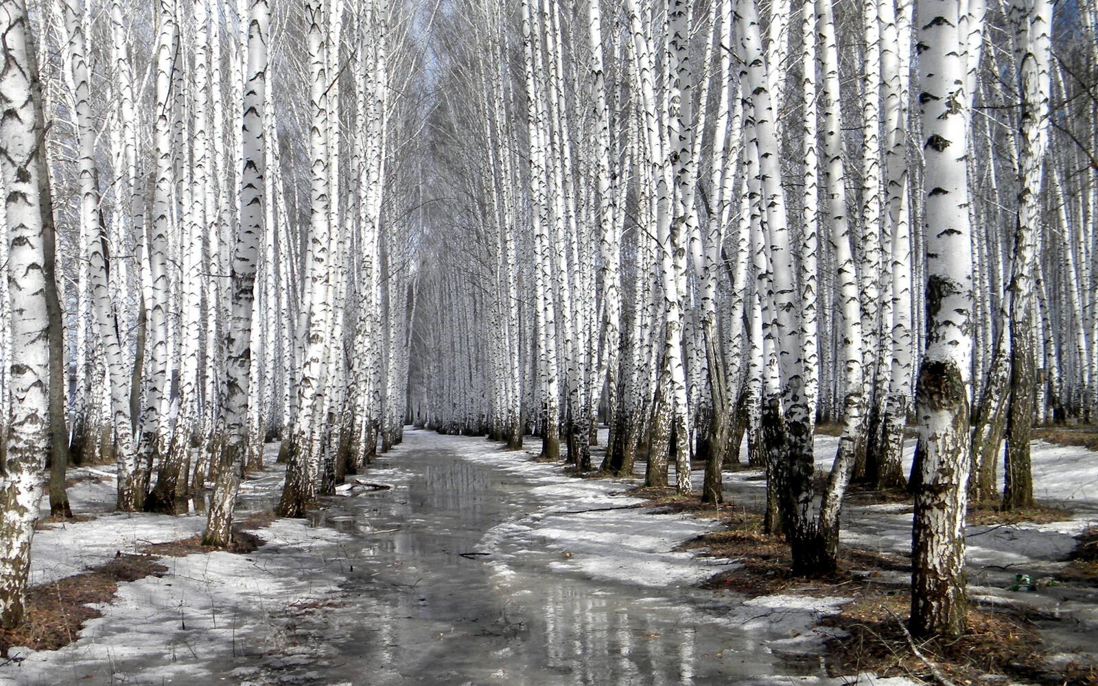 Бесплатное фото Замороженный ручей в березовом лесу
