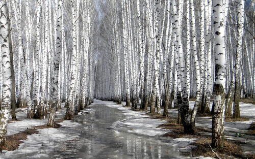 Замороженный ручей в березовом лесу