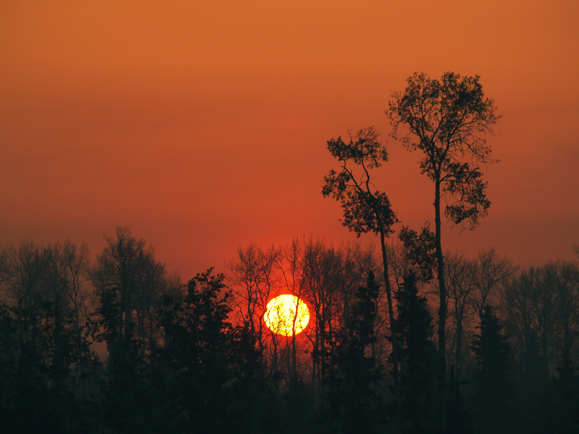 природа деревья солнце закат скачать