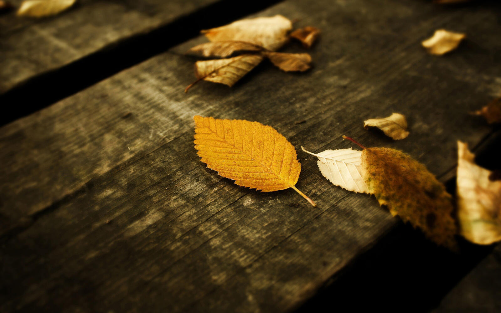 桌面上的壁纸棋盘 树叶 秋季