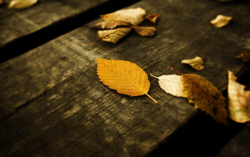 доски листья осень