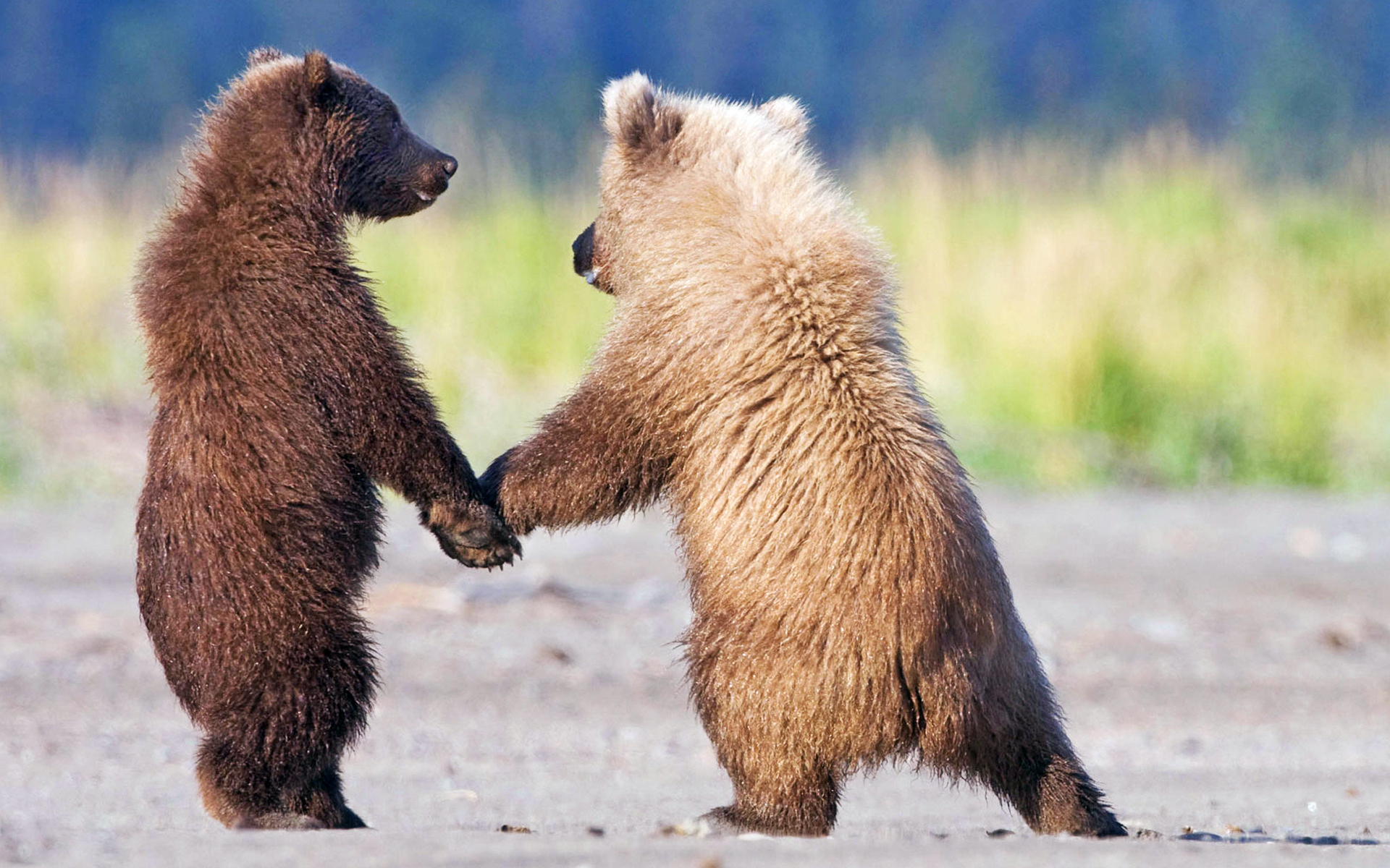 Обои медведь и ещё один медведь друзья на рабочий стол