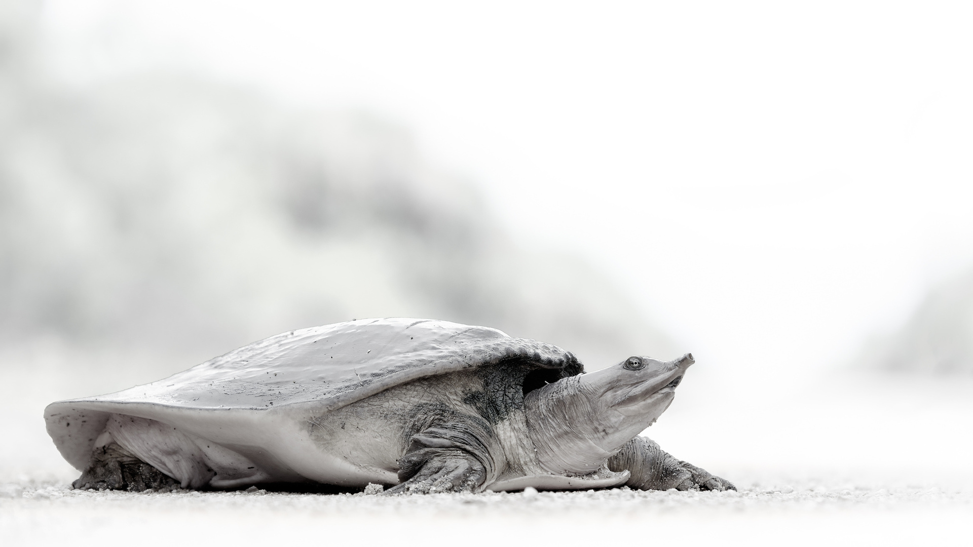 Wallpapers sea tortoise shell on the desktop