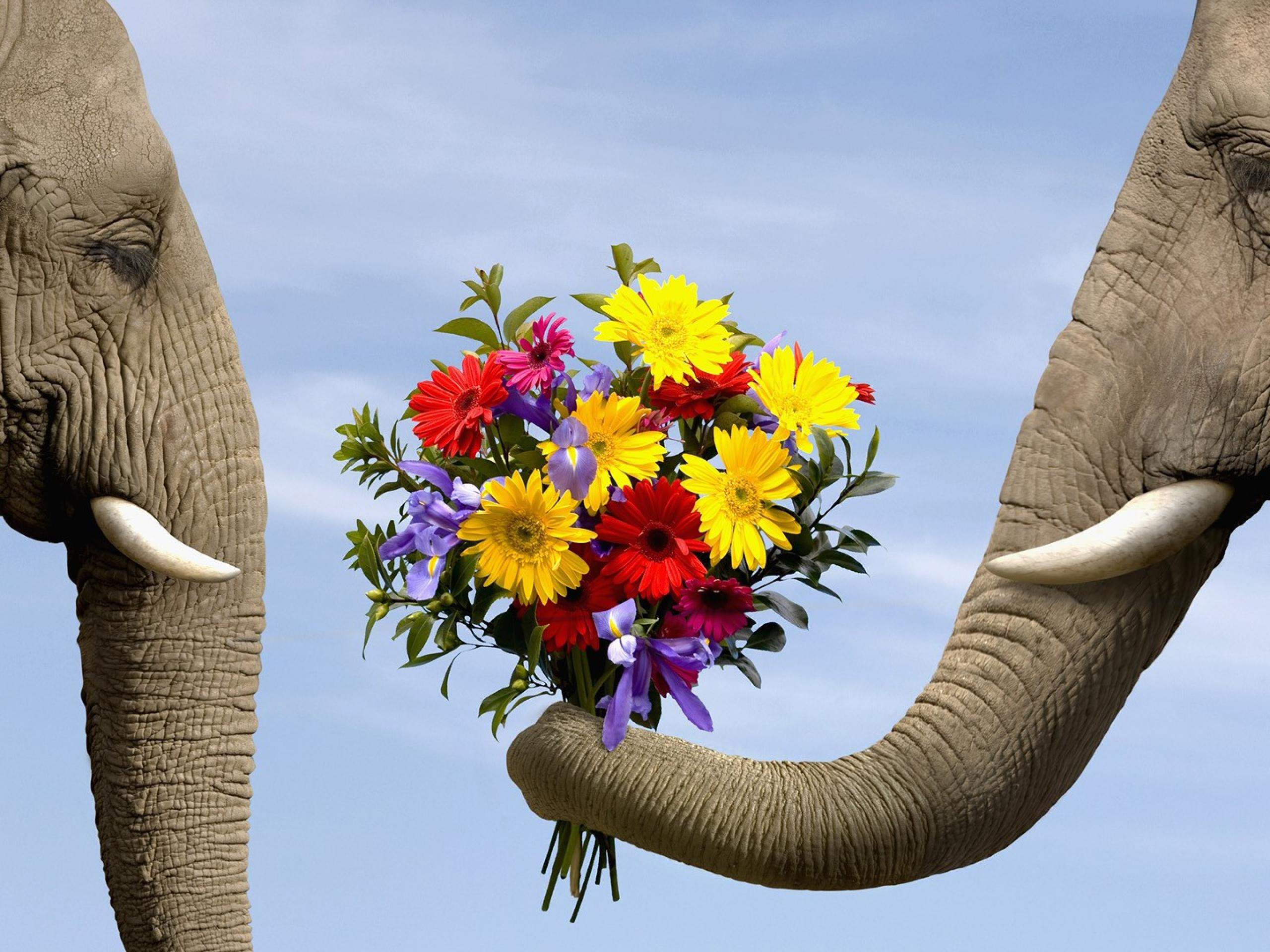 Обои слон цветы букет на рабочий стол