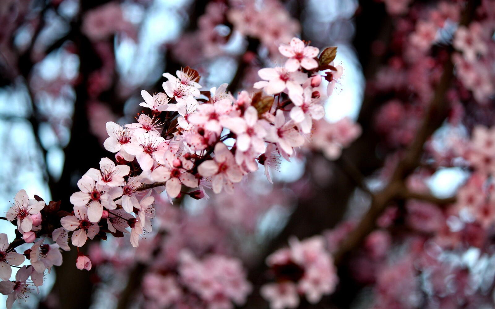 Wallpapers spring cherry blooms on the desktop
