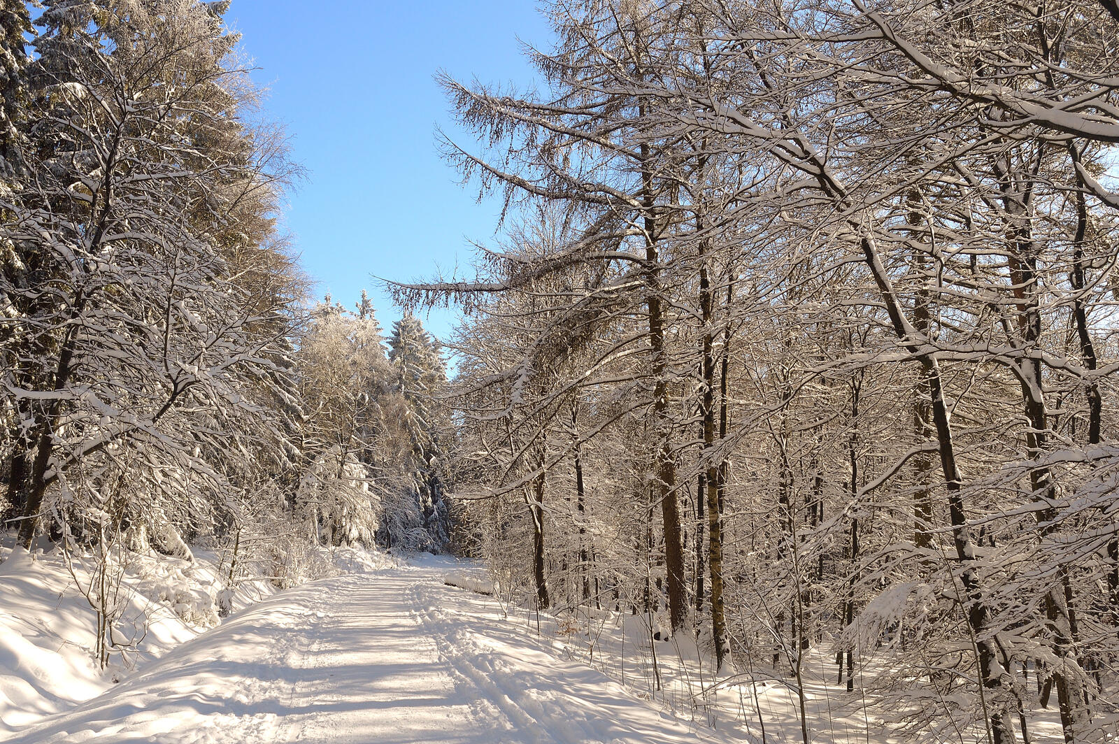 Обои зима зимний лес пейзажи на рабочий стол