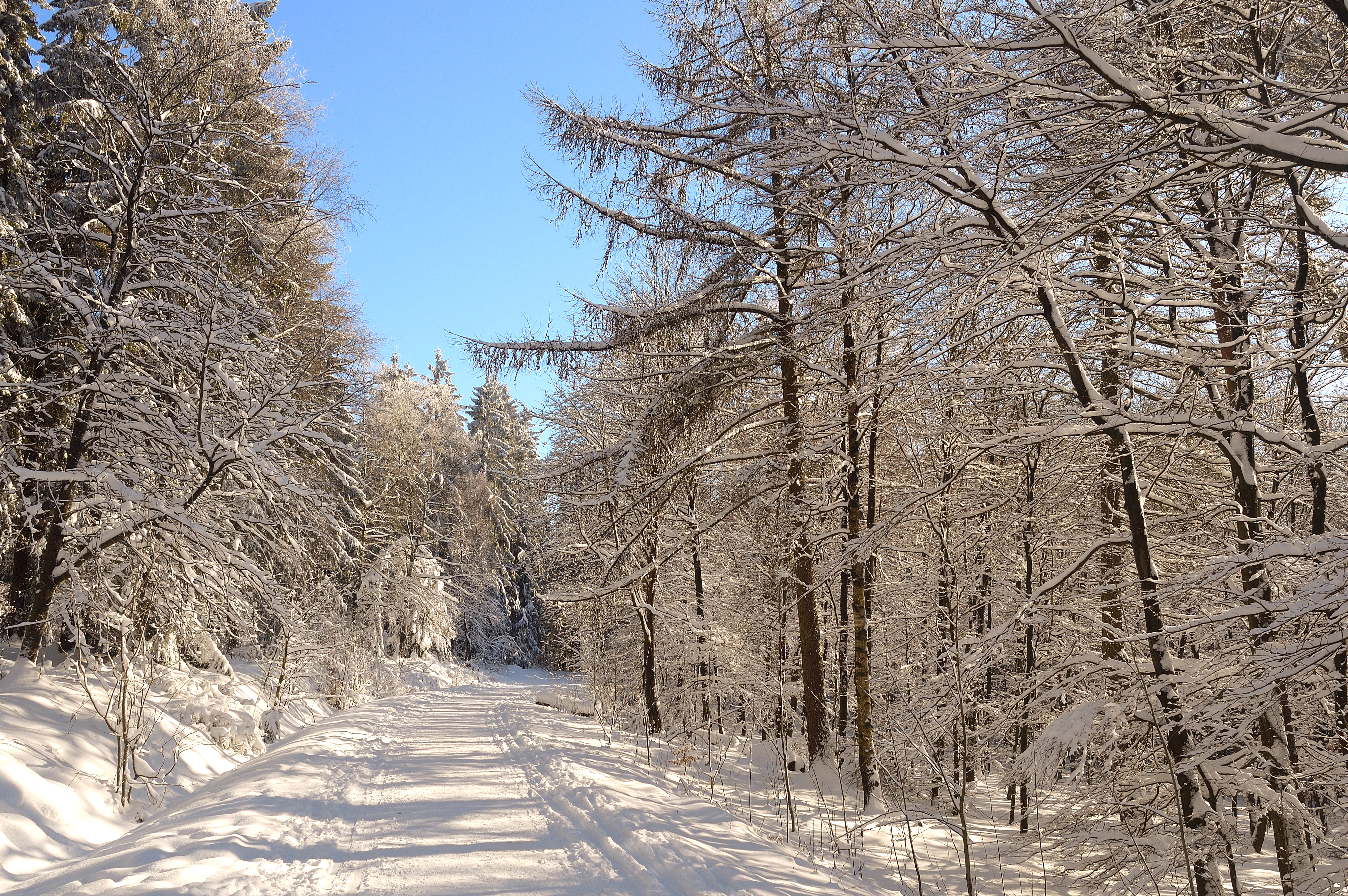 Зимняя природа в Владикавказе