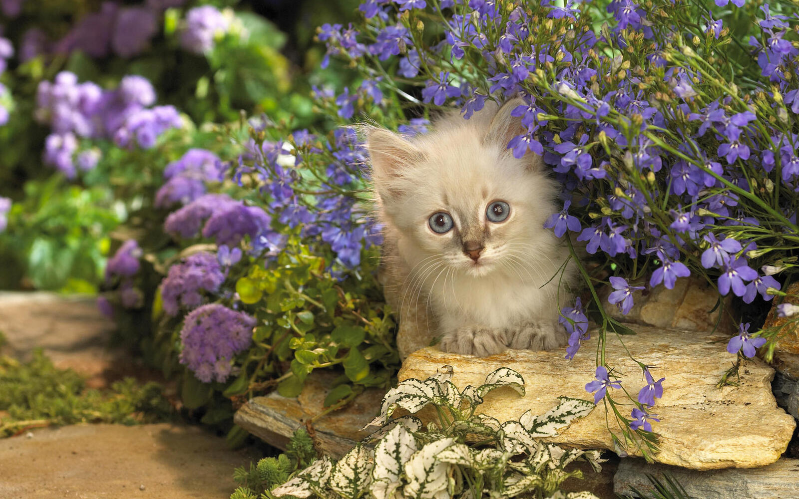 Wallpapers cat kote lilac on the desktop