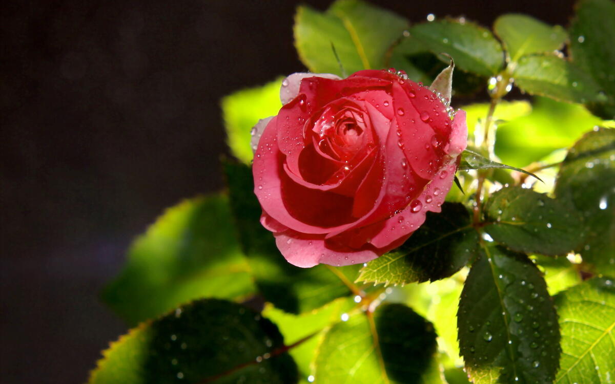 Розовая роза с каплями дождя