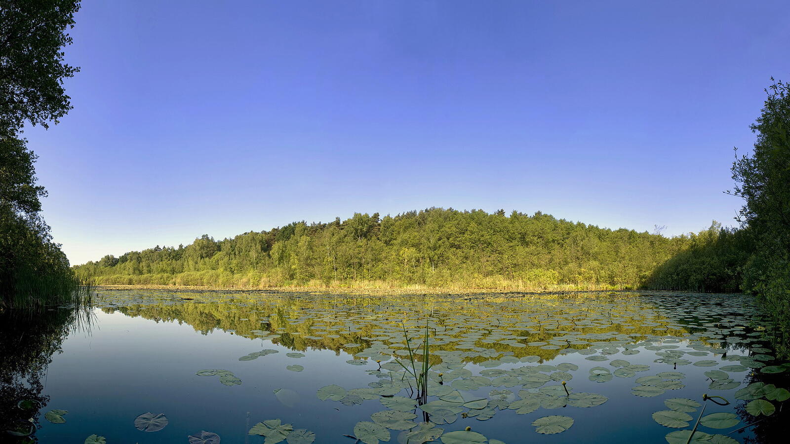 Бесплатное фото Большое озеро с зеленой тиной