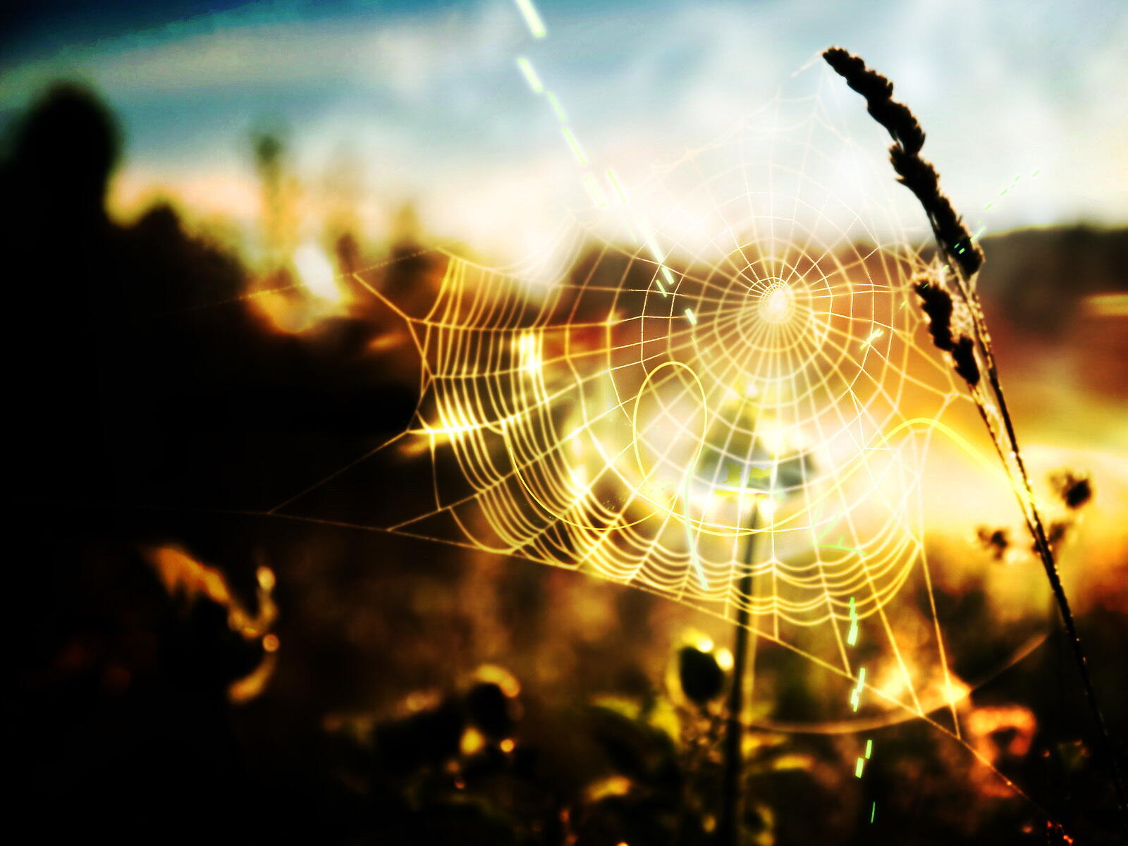 免费照片晴朗天气下草丛中的蜘蛛网