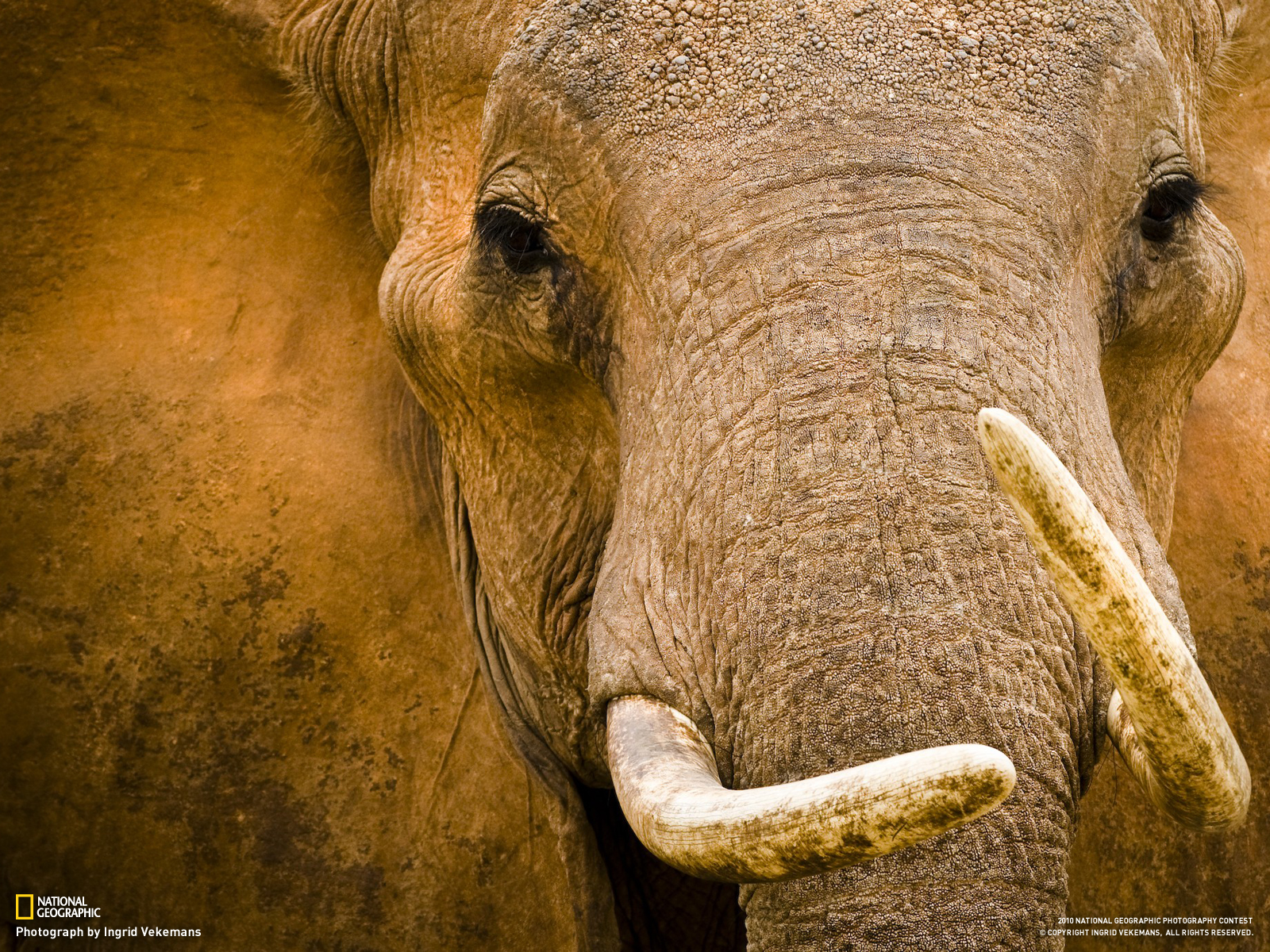 Wallpapers elephant national geographic muzzle on the desktop