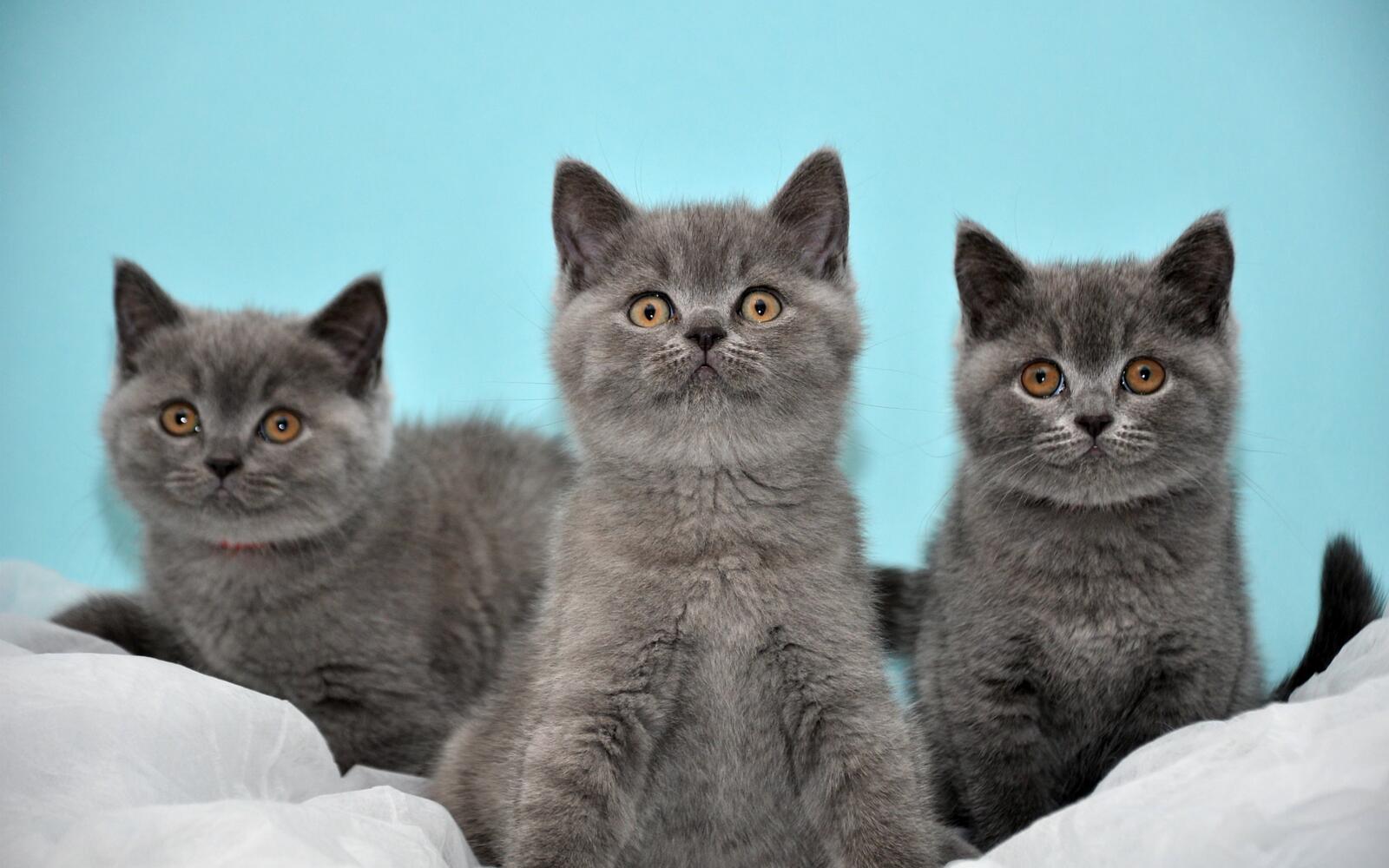 Wallpapers kittens british gray on the desktop