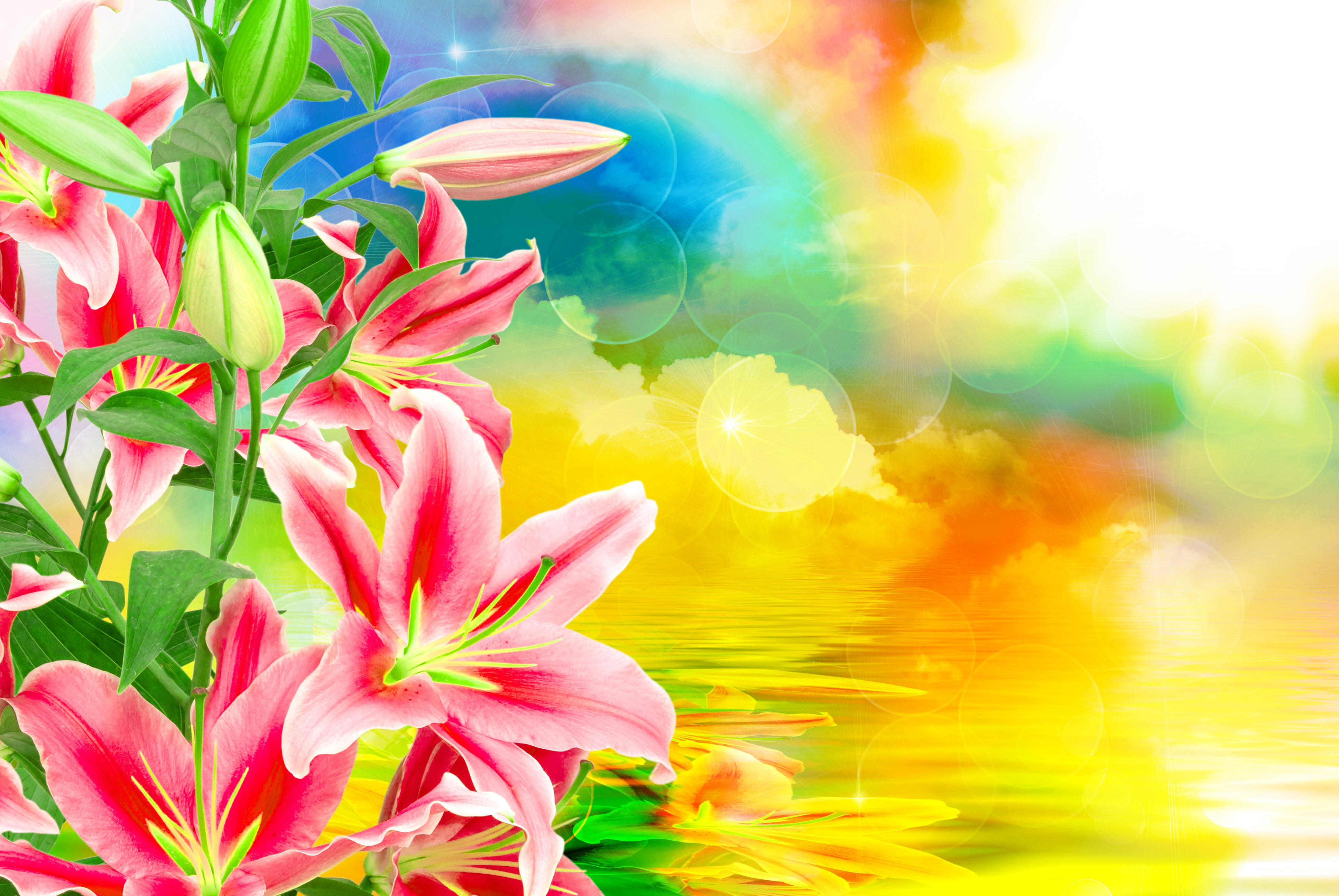 Wallpapers lily lilies beautiful background on the desktop