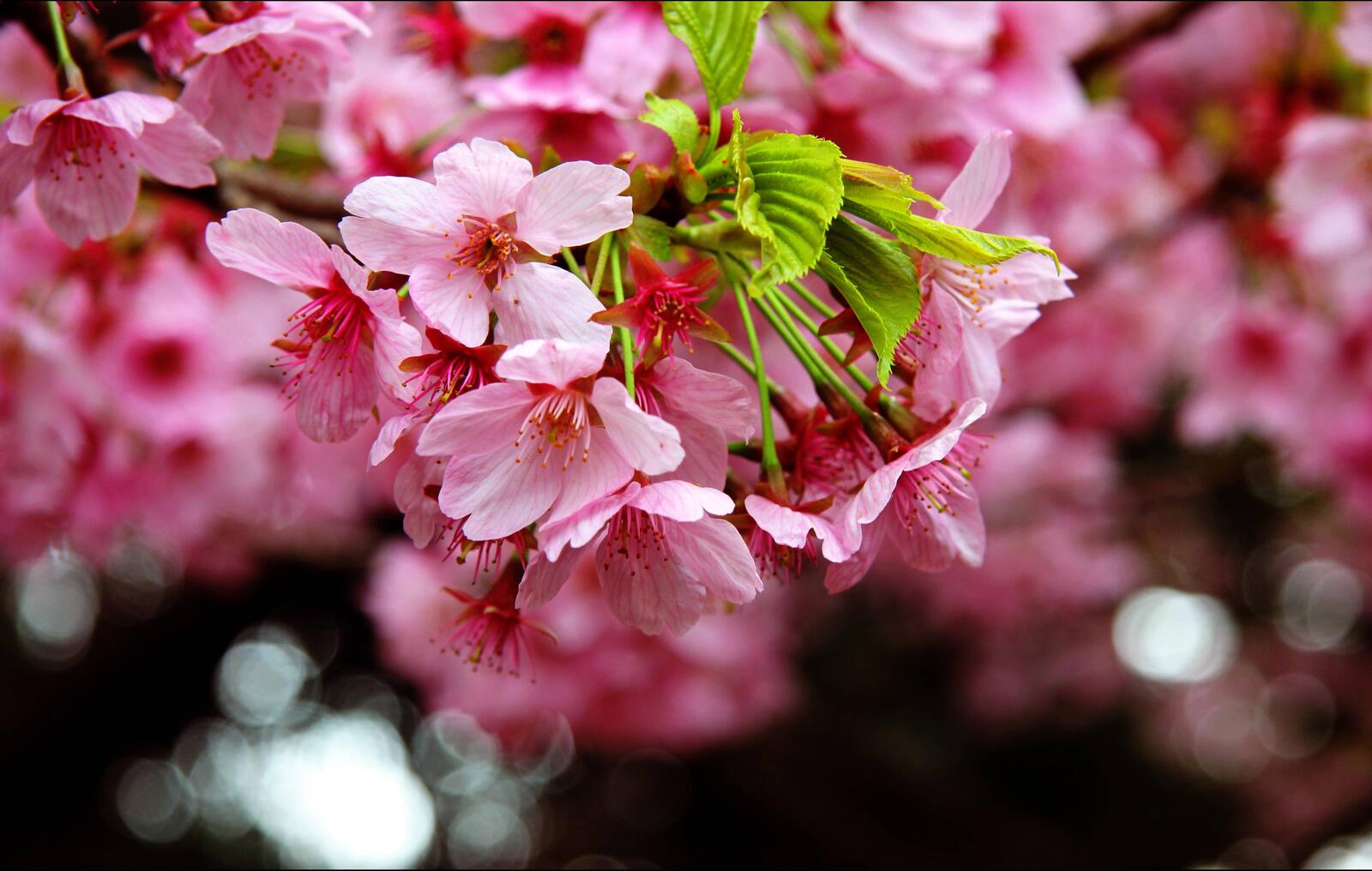 Обои цветы вишни цветение ветвь на рабочий стол