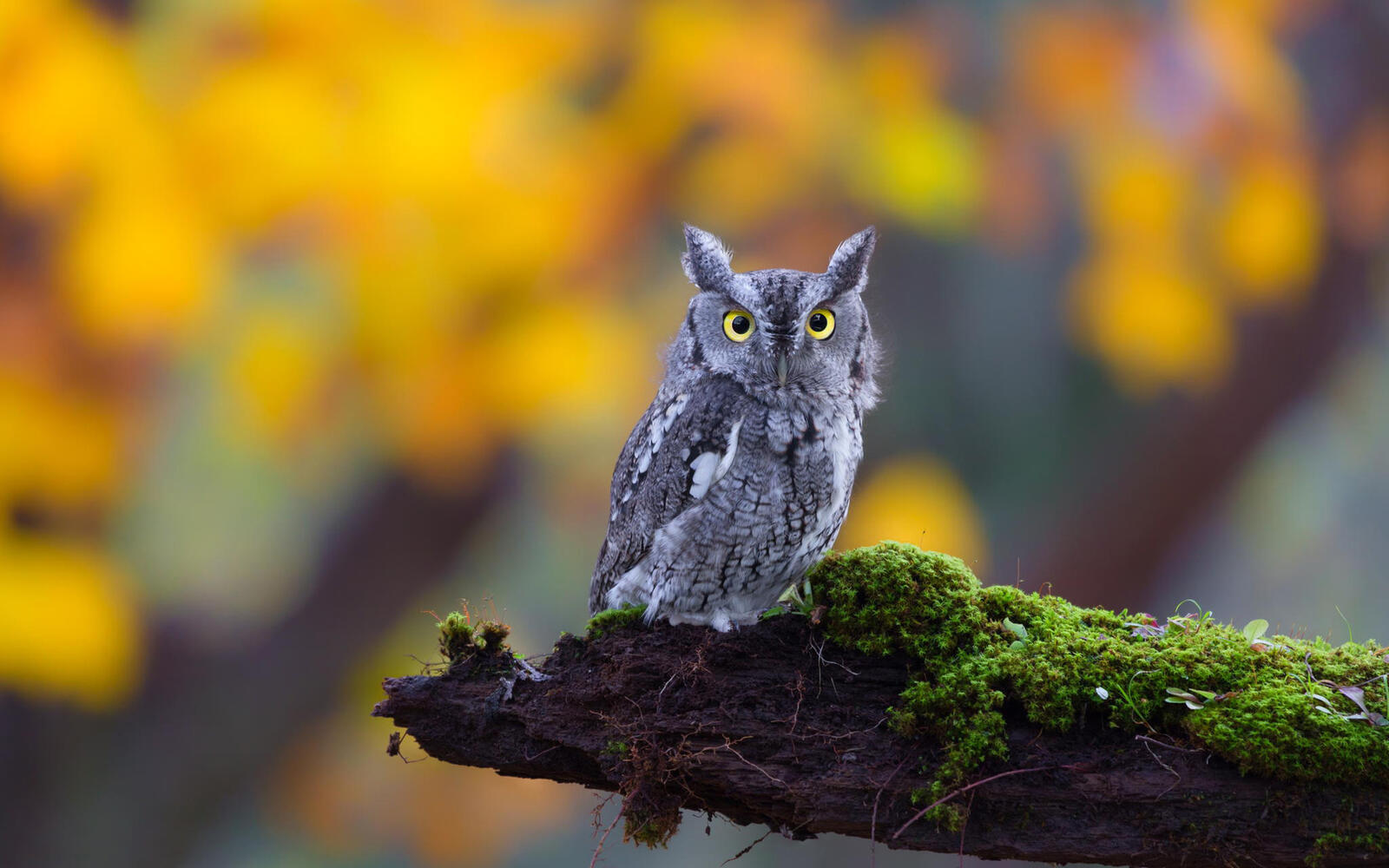 Wallpapers eagle owl sits karaaga on the desktop