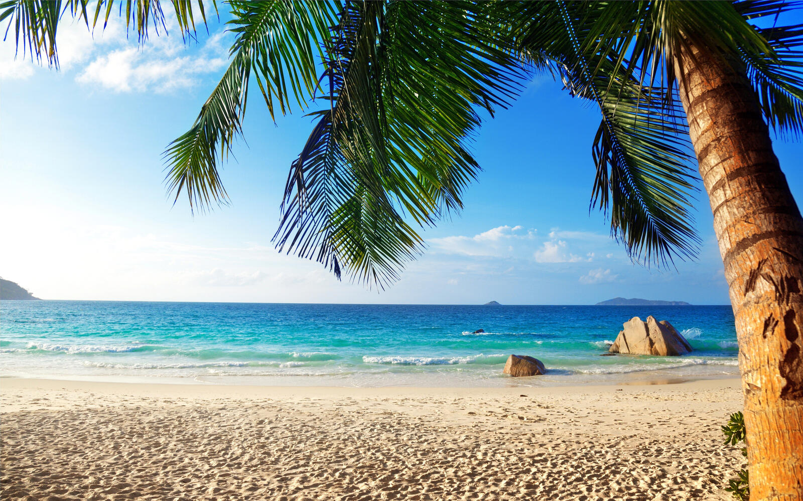 Обои пальма пляж пейзажи на рабочий стол