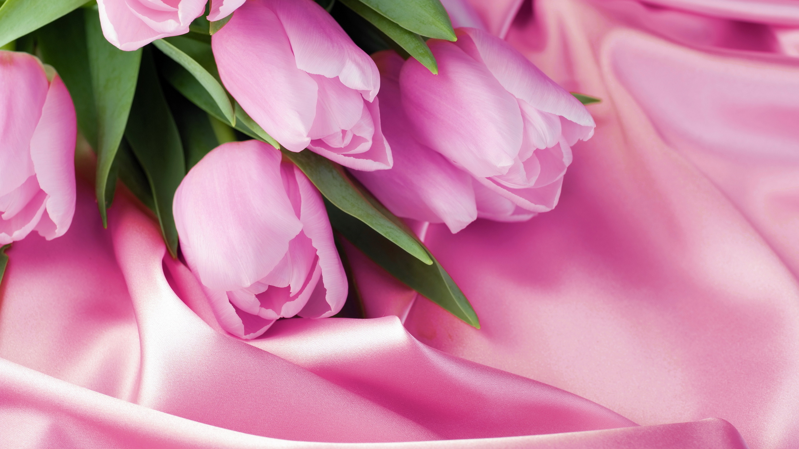 Фото бесплатно тюльпаны, лепестки, шелк