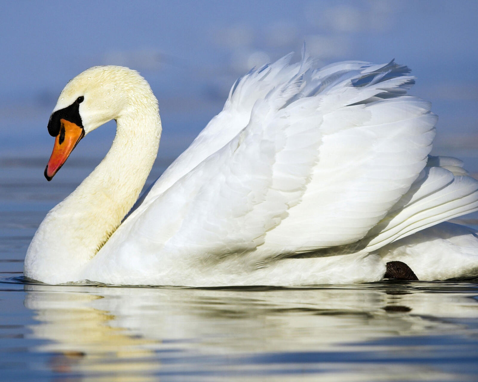 Wallpapers swan white swim bird on the desktop