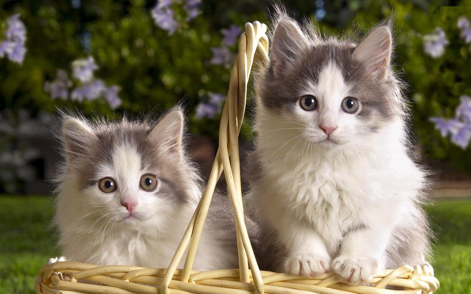 Wallpapers kittens basket furry on the desktop
