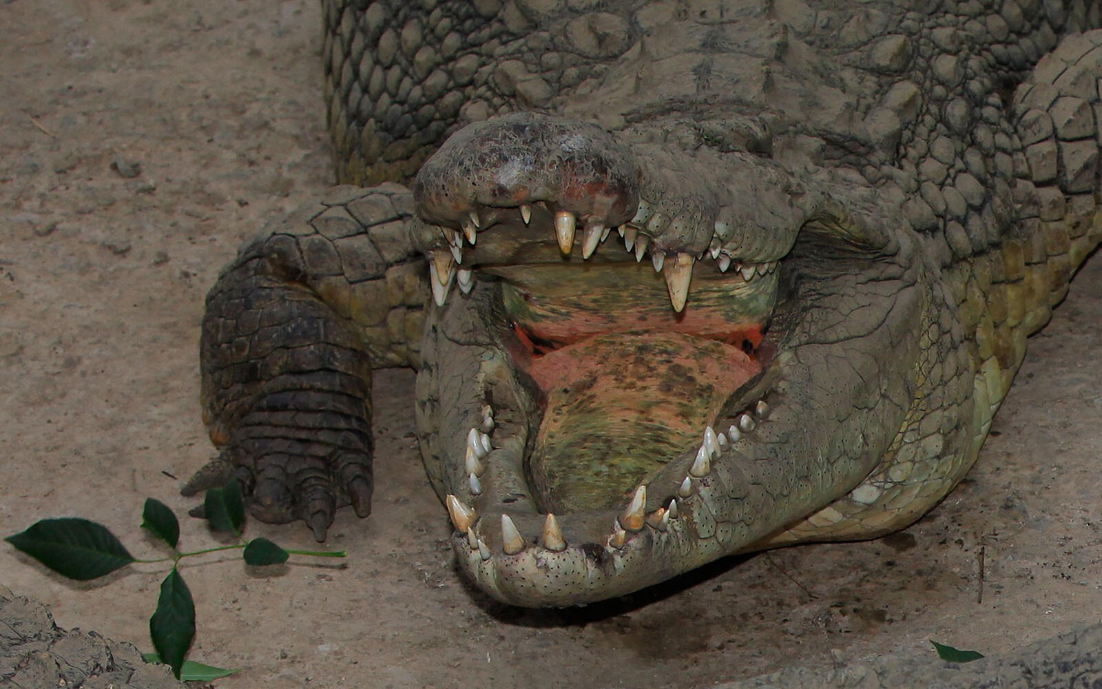 Обои крокодил аллигатор пасть на рабочий стол
