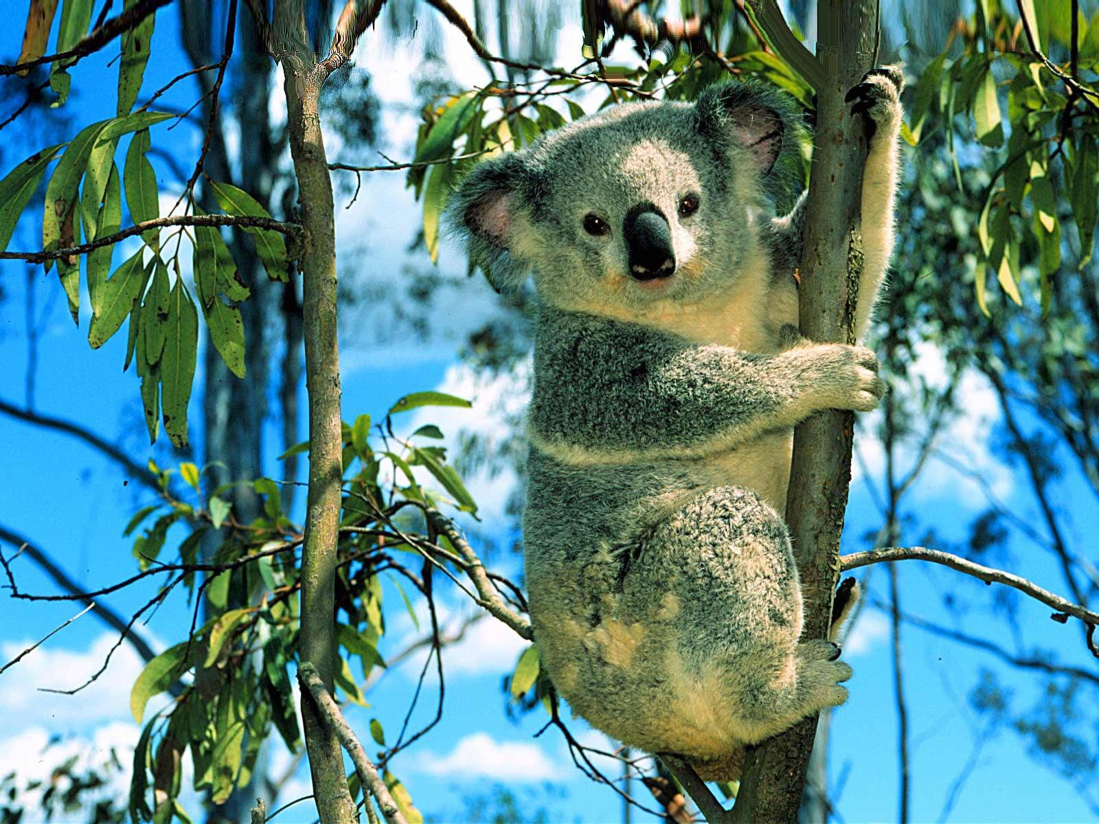 Wallpapers koala muzzle ears on the desktop