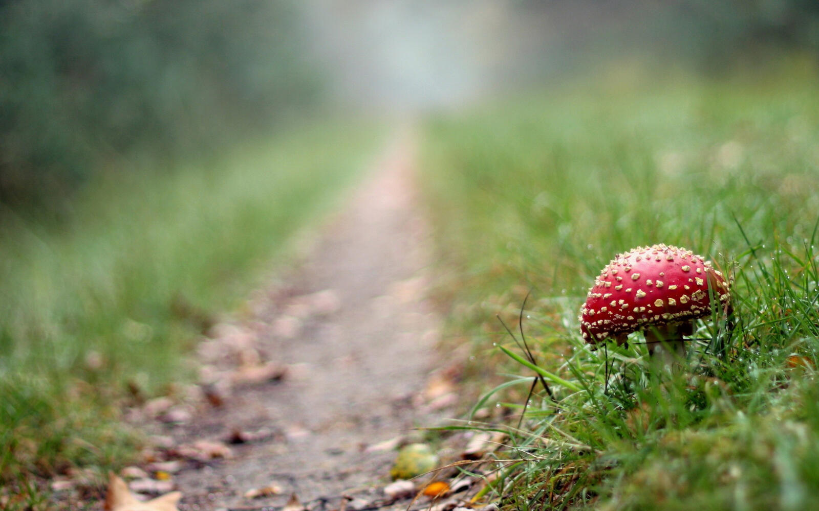 Wallpapers fly agaric trail forest on the desktop