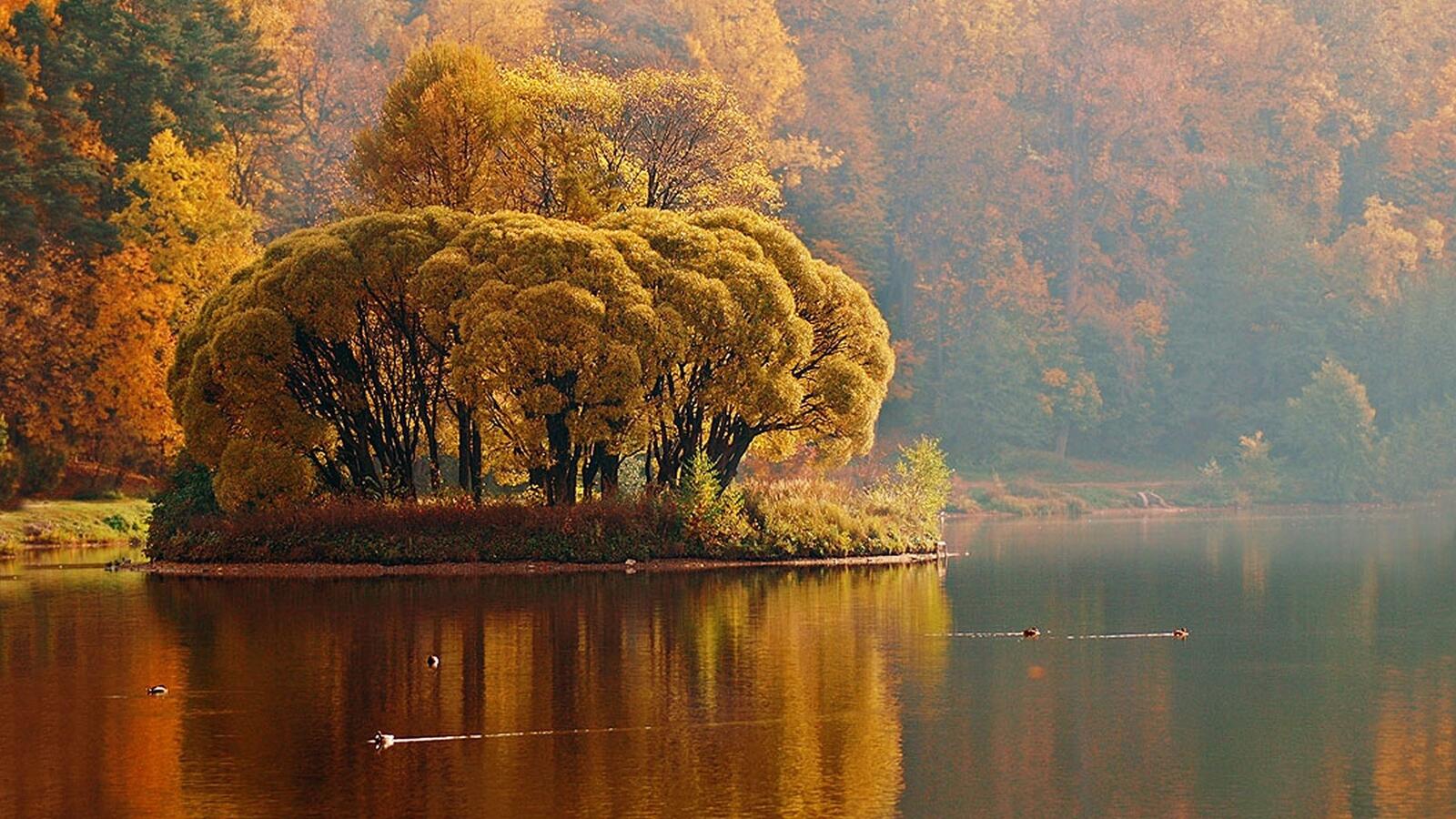 Бесплатное фото Остров с деревьями с желтыми кронами