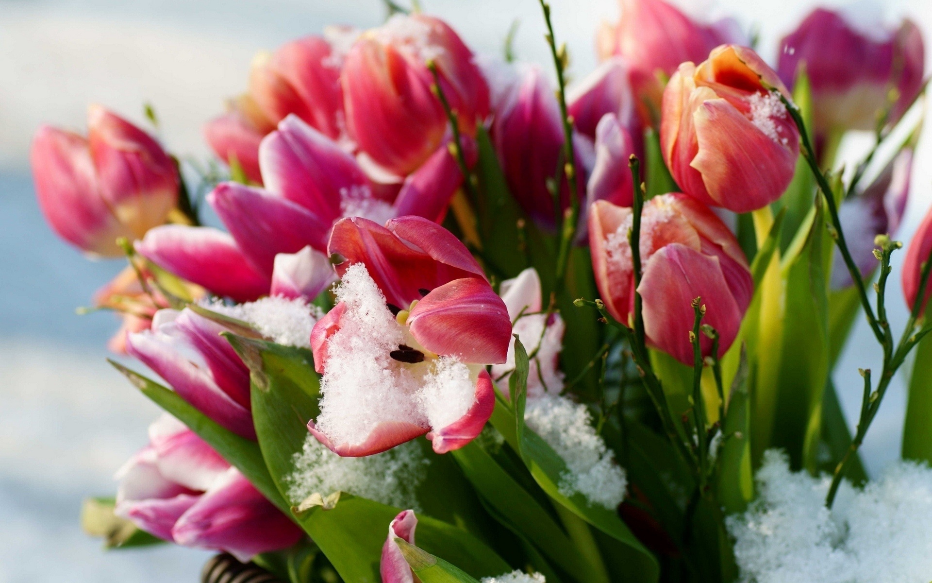 Free photo Bouquet of colored tulips