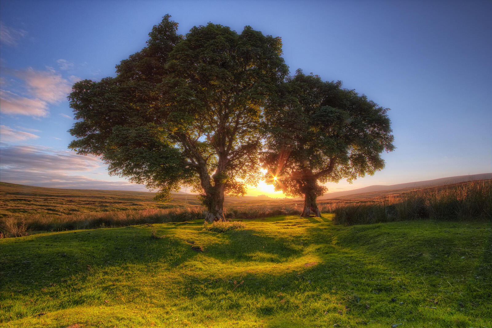 Two old trees in a large field during sunset