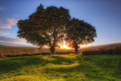 日落时分，大片田野上的两棵古树