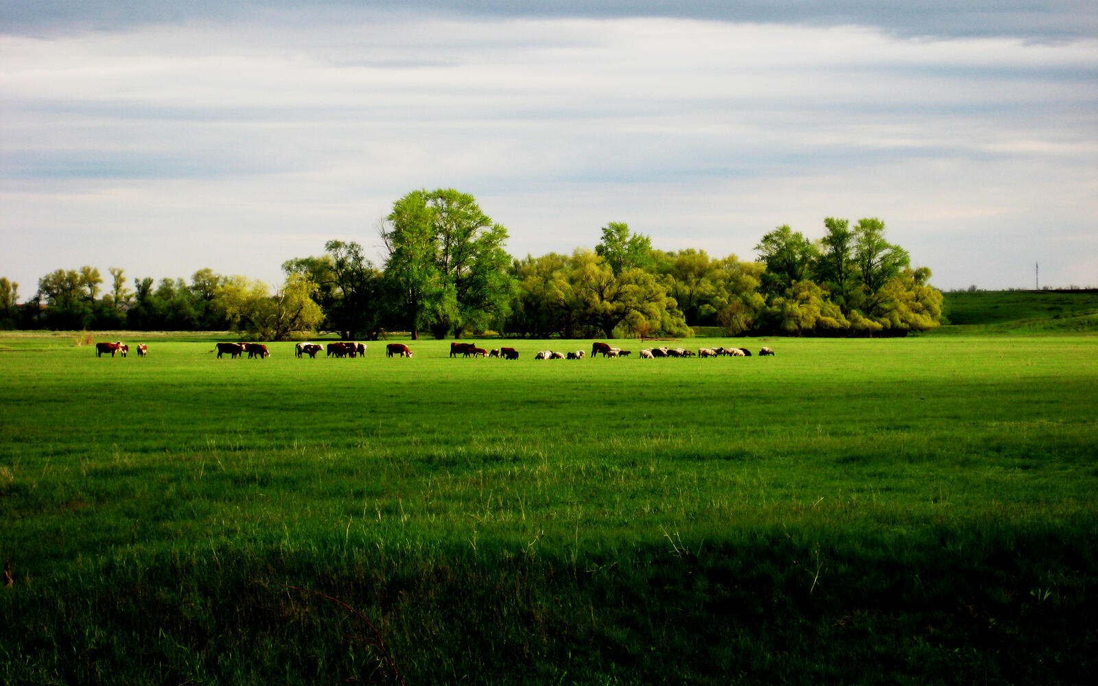 Обои коровы поле трава на рабочий стол