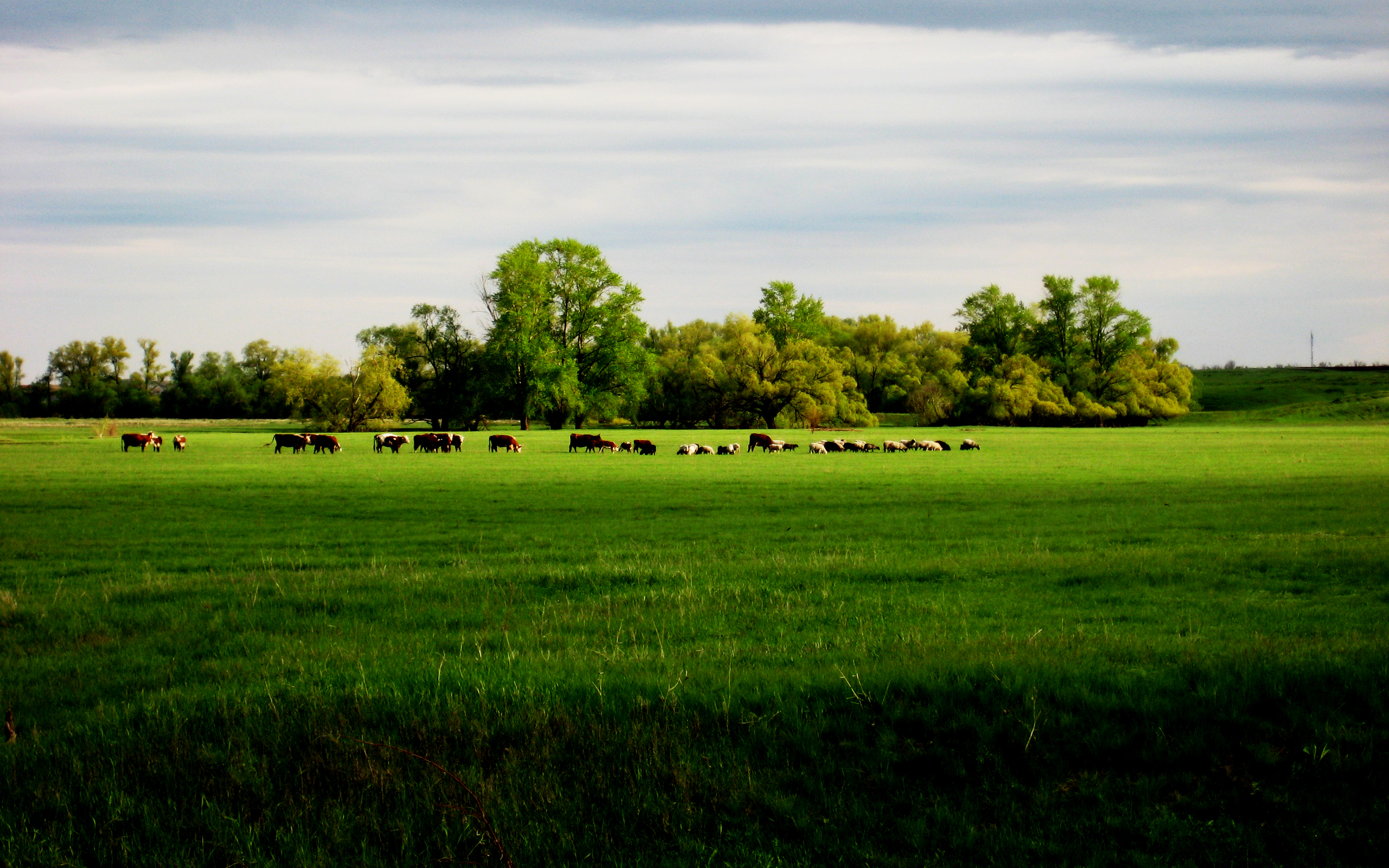 Фото бесплатно коровы, поле, трава