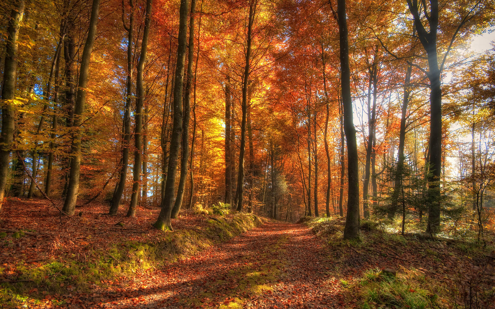 Free photo Sunny fall forest with fallen leaves