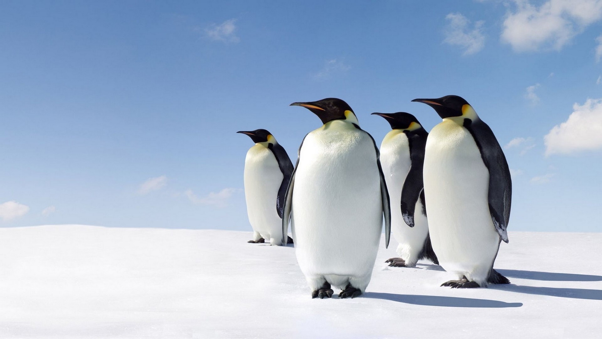Wallpapers Antarctica snow penguins on the desktop