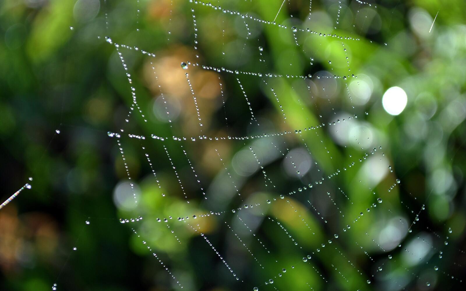 Wallpapers spider web drops dew on the desktop