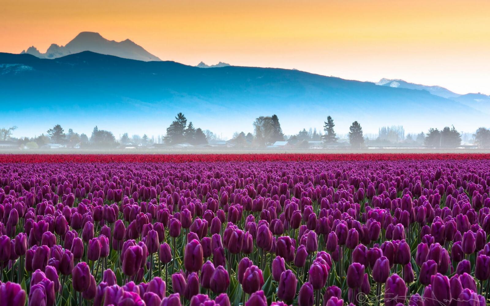Wallpapers field tulips mountains on the desktop