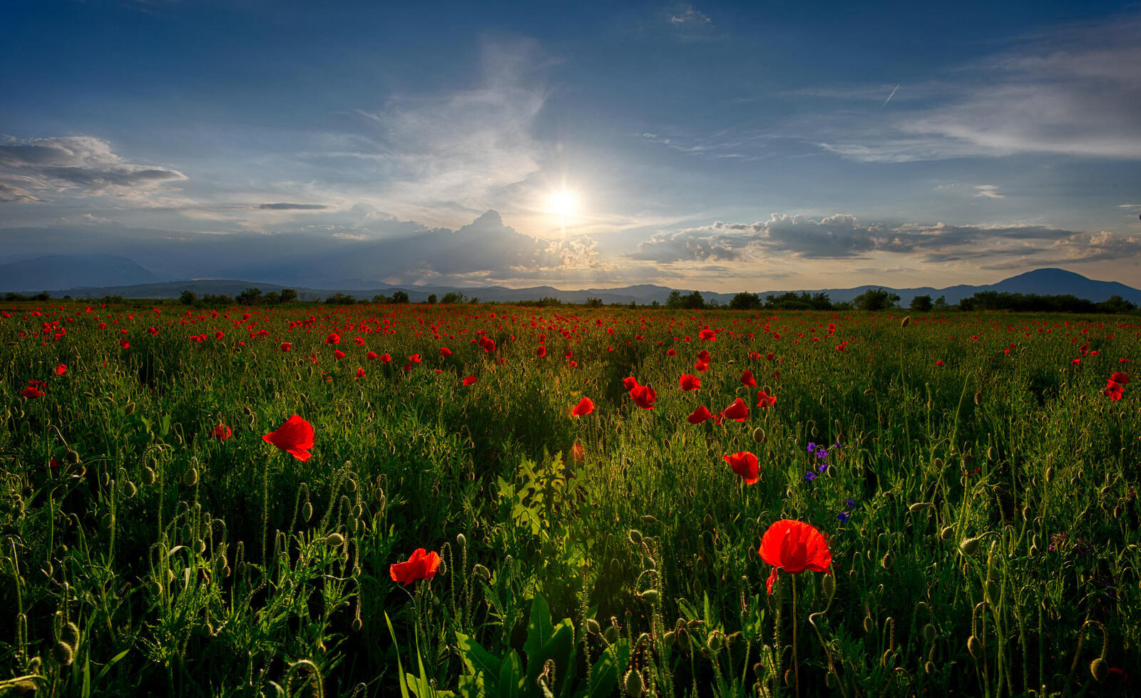 Wallpapers sunset field poppies on the desktop