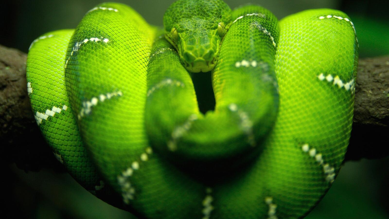 Обои змея зеленая красивая на рабочий стол