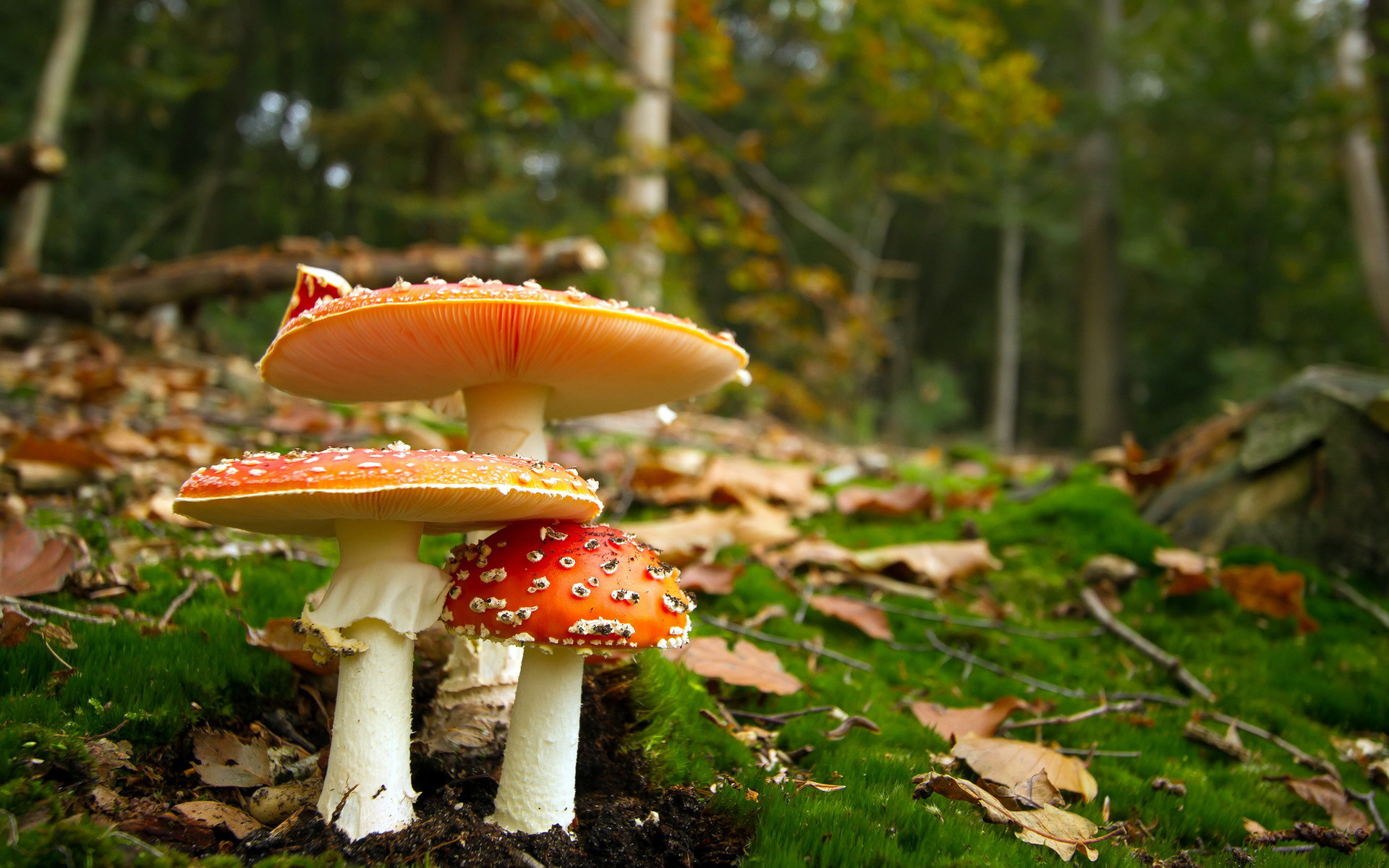 Wallpapers mushrooms fly agarics forest on the desktop