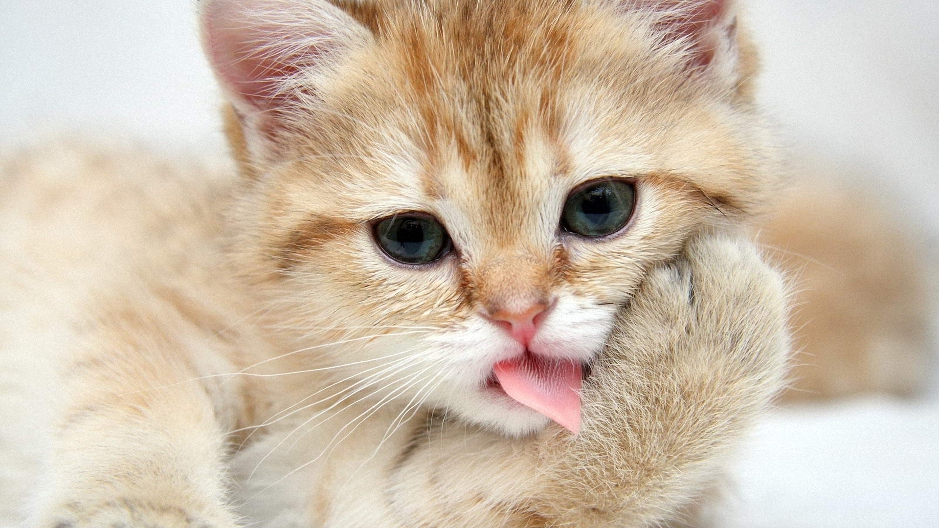 Wallpapers kitten licks paw on the desktop