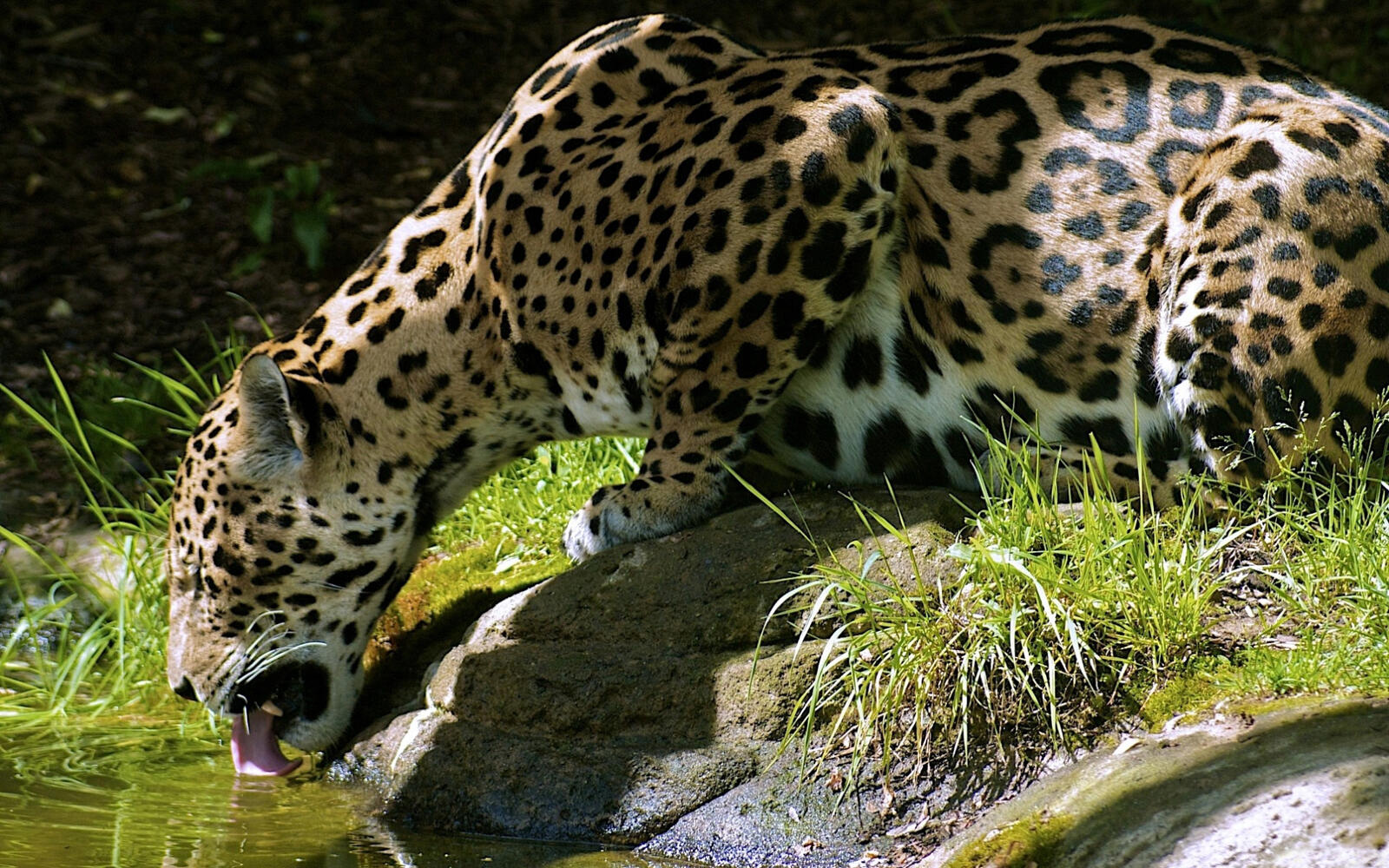 Wallpapers leopard spots thirst on the desktop