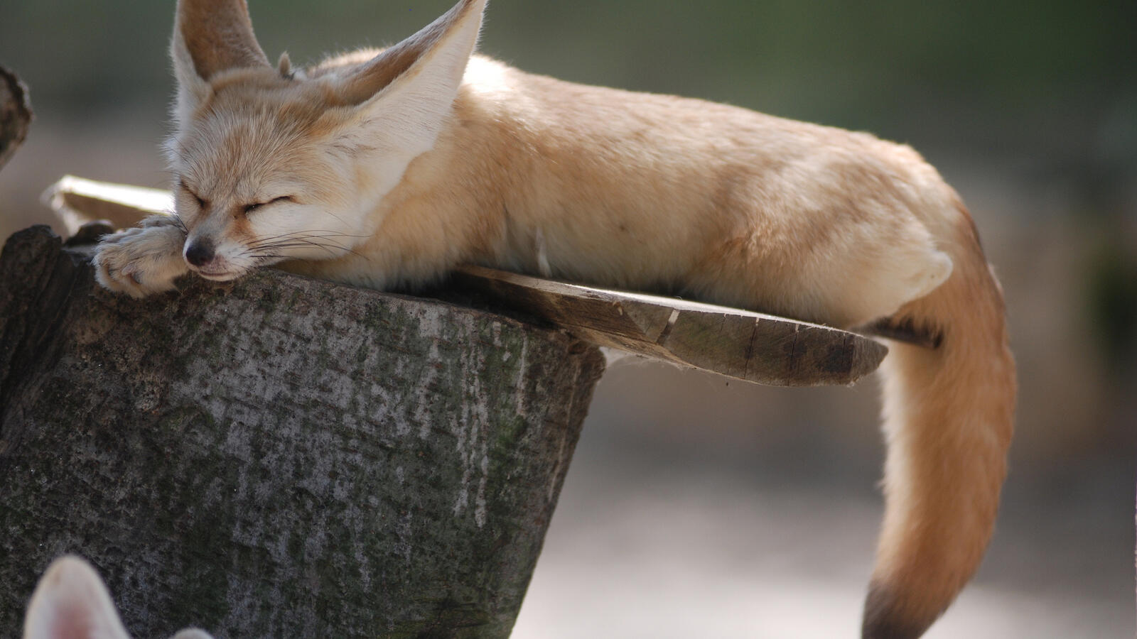 桌面上的壁纸狐狸 睡眠 眼睛