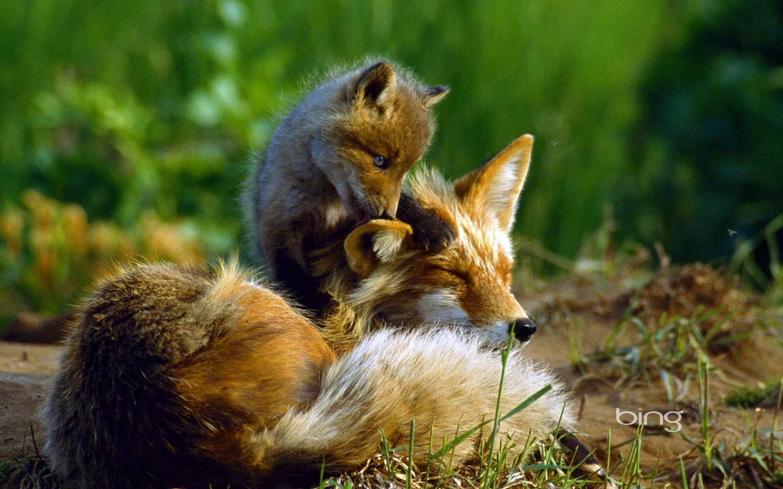 Wallpapers fox family forest on the desktop